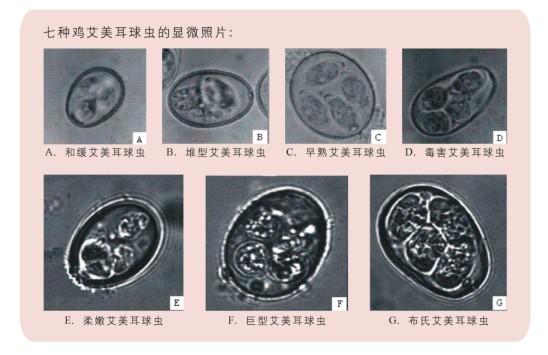 益生菌对柔嫩艾美耳球虫感染鸡保护效果研究曹建文pdf