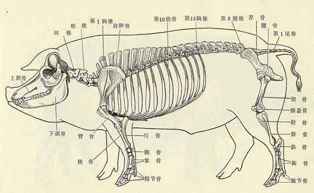 动物解剖生理学郑志远pdf